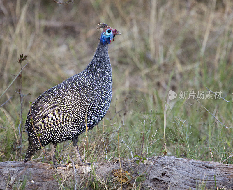 Helmetted Guineafowl